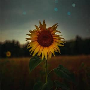 Disco New Beginnings de Nav