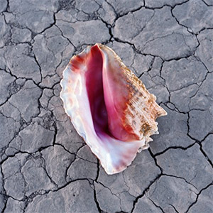 Disco Run For Cover de The Killers